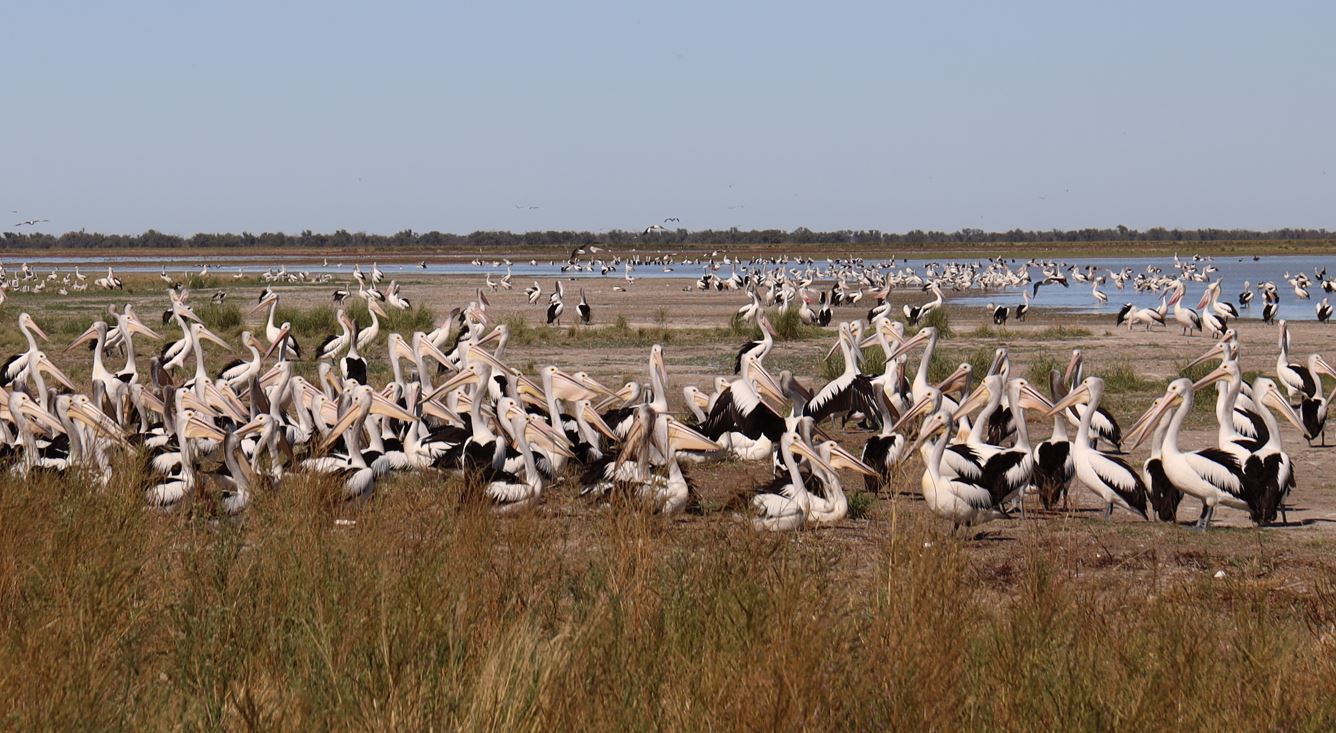 Hundreds of pelicans are seen across an inland lake.