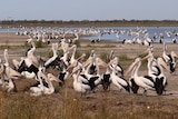Hundreds of pelicans are seen across an inland lake.
