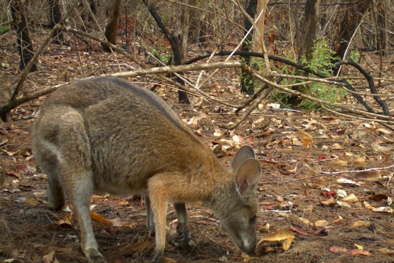 A wallaby with a black stripe down its back smelling the ground of a brunt forest.