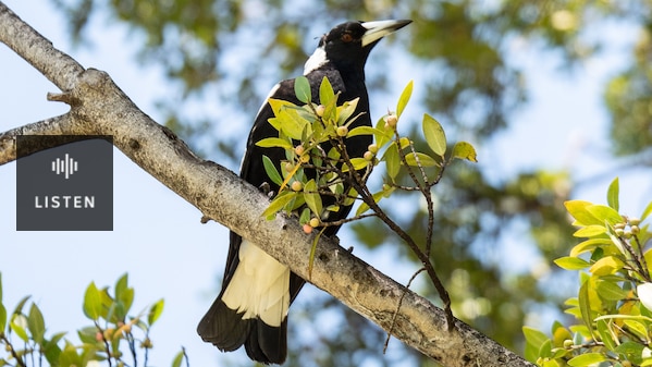 Magpie sitting on tree branch. Has Audio.