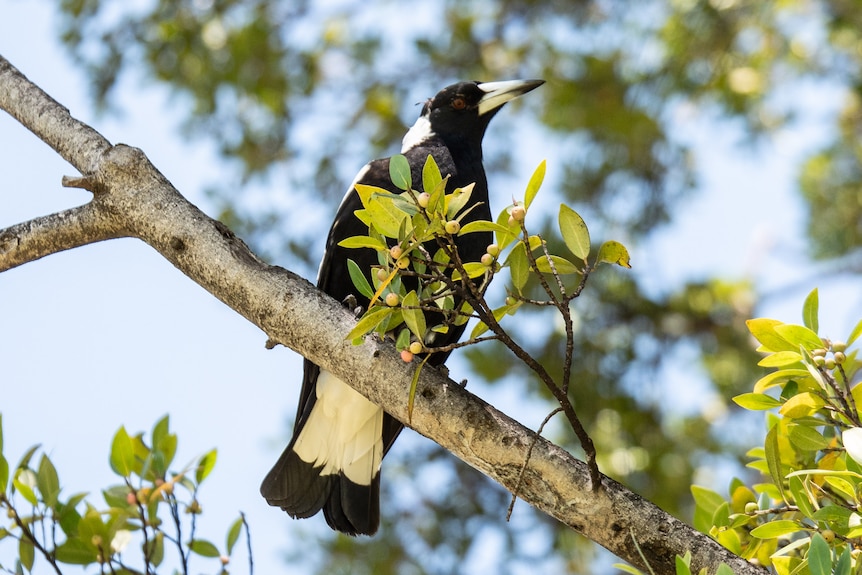 Magpie sitting on tree branch.