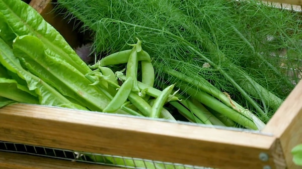 Wire and timber harvest basket filled with freshly picked home-grown vegetables.