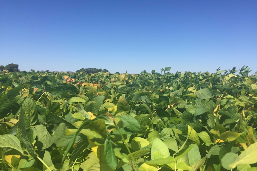 Soybean production gets a boost