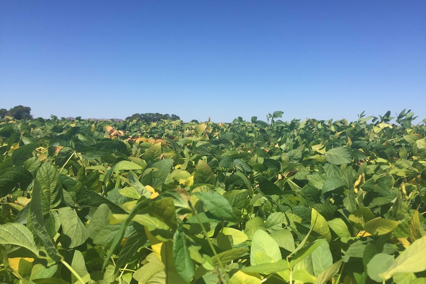 Soybean trial