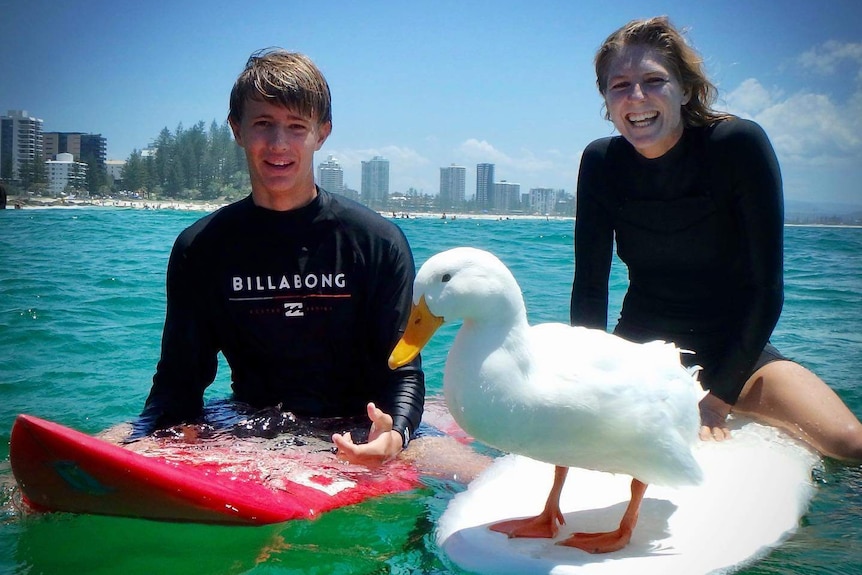 a duck on a surfboard