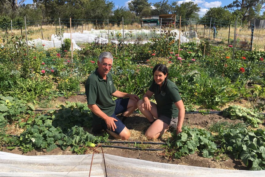 A man and a woman in green shirts crouching down in a large vegetable plot.