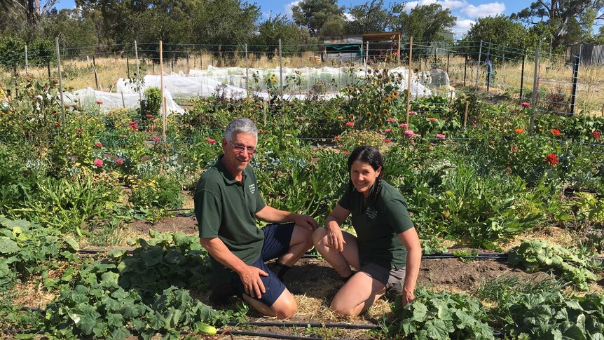 A man and a woman in green shirts crouching down in a large vegetable plot.