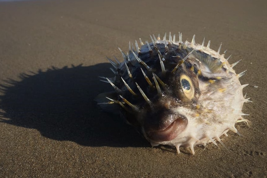 A spiky fish lying dead on a beach, water in the background.