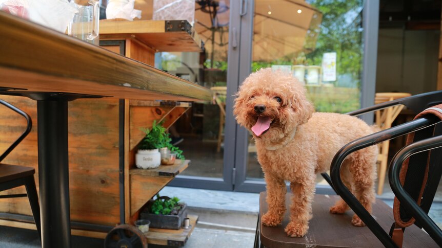 A caramel coloured fluffy dog stands on a chair at a cafe table, outdoors. 