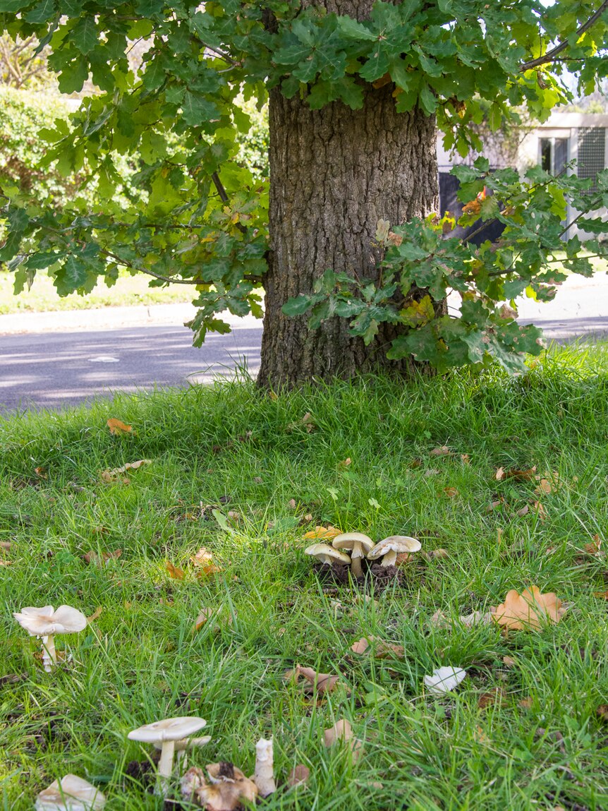 死帽蘑菇常生长在从欧洲引进的树种例如橡树和榆树附近