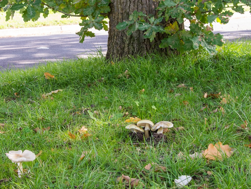 Death cap mushrooms