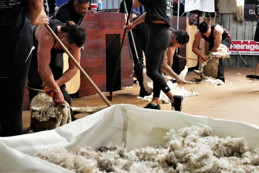 Three men shearing with wool pile