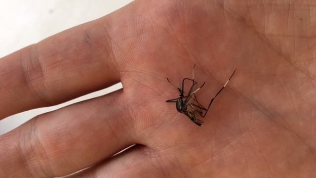 A dead giant Toxorhynchites tessspillekom mosquito on a hand