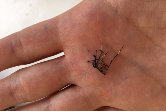 A dead giant Toxorhynchites tessspillekom mosquito on a hand