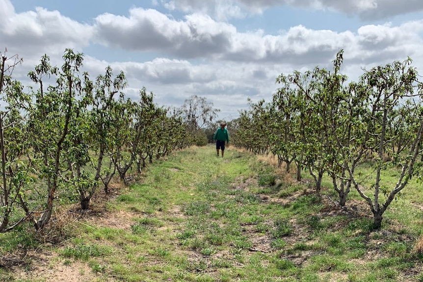 A man stands between rows of trees in an orchard.