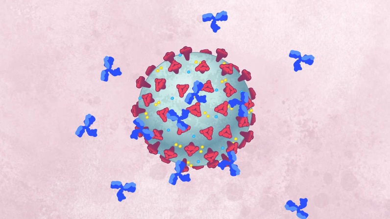 An image of a coronavirus particle with antibodies bound to it.