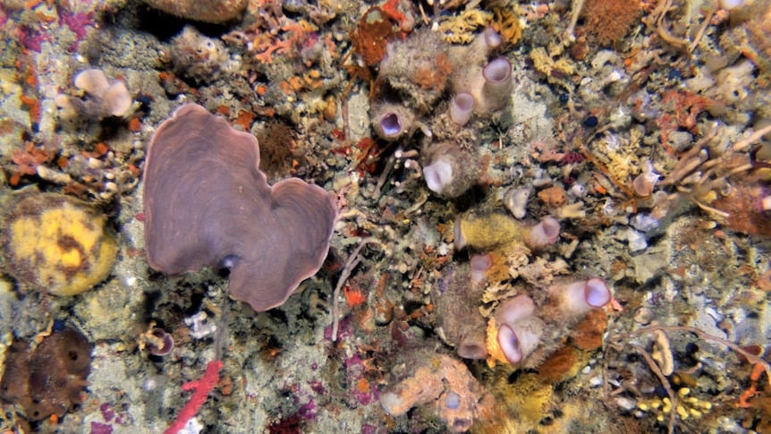 Sponges and invertebrates on Beagle reef