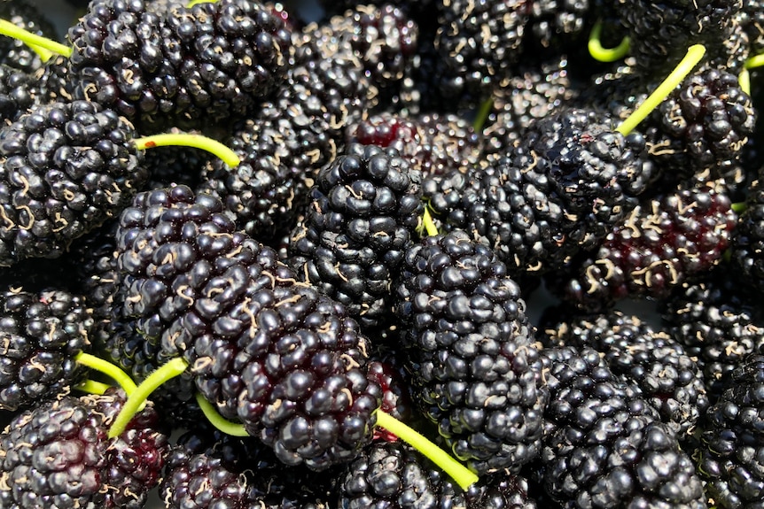 A close up of freshly picked mulberries.