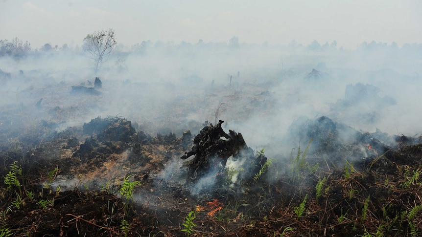 A fire burns on peatland in West Kalimantan, Indonesia