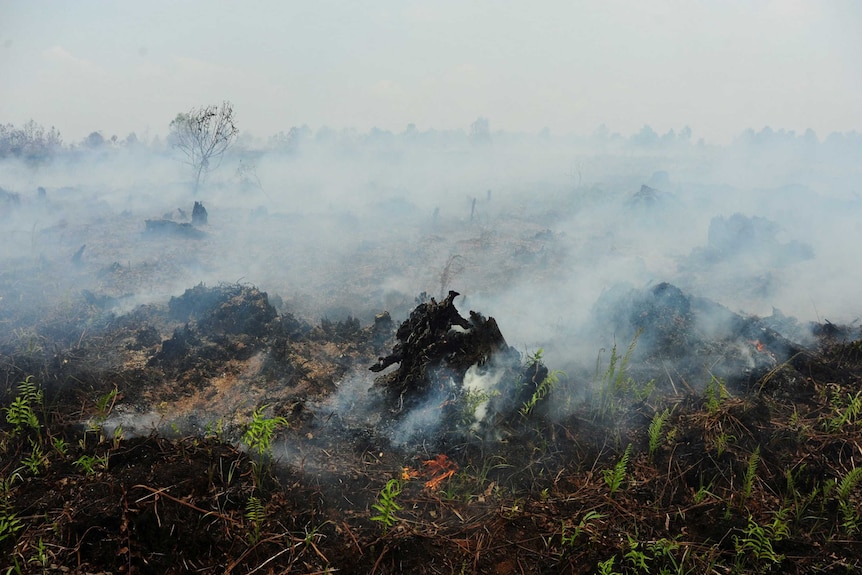 A fire burns on peatland in West Kalimantan, Indonesia