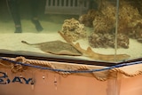 a small, round and brown stingray in a tank