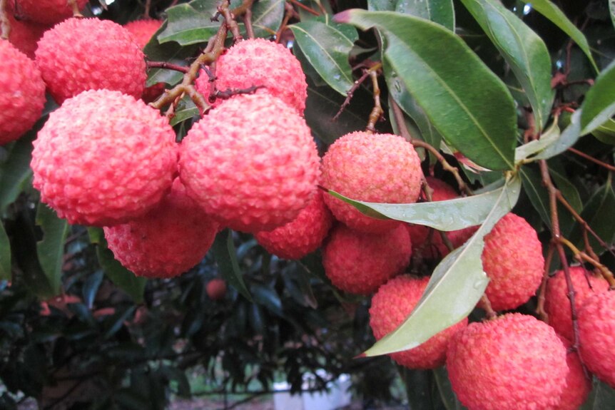Queensland lychees