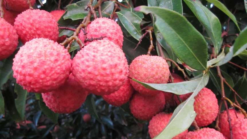 A bunch of pinky-red lychees growing on a tree