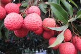 A bunch of pinky-red lychees growing on a tree