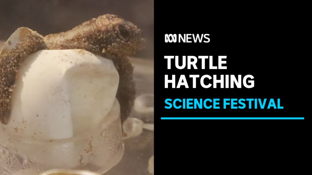 ABC News TAS: Endangered loggerhead turtles hatching on display at ...