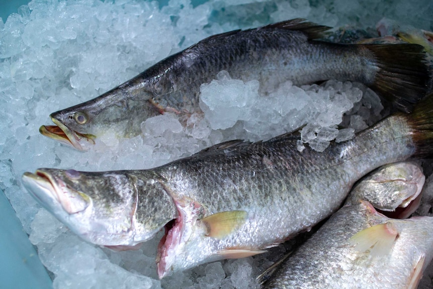 barramundi on ice.