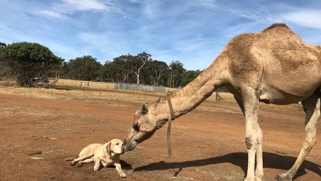A camel and a dog touch noses on a farm.