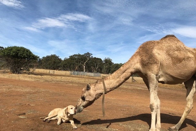A camel and a dog touch noses on a farm.