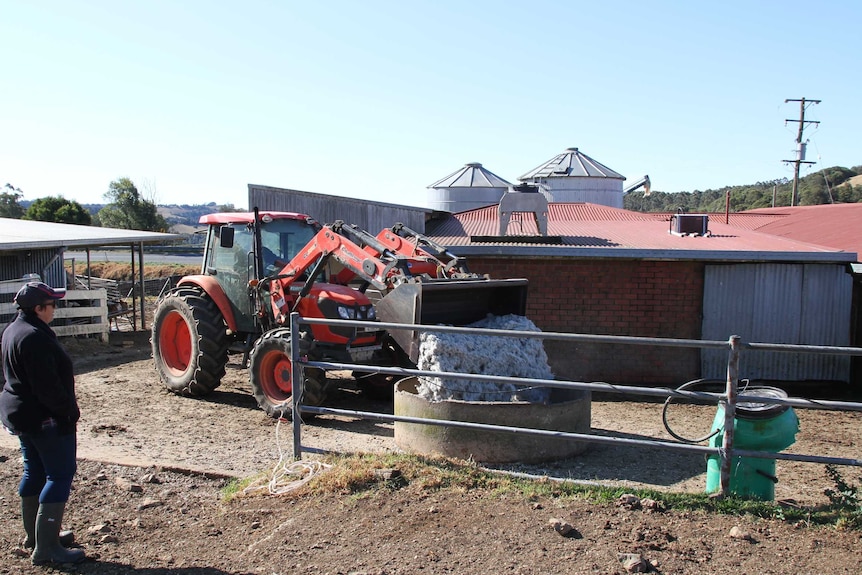 Feed being loaded into troughs for dairy cattle at Dorrigo