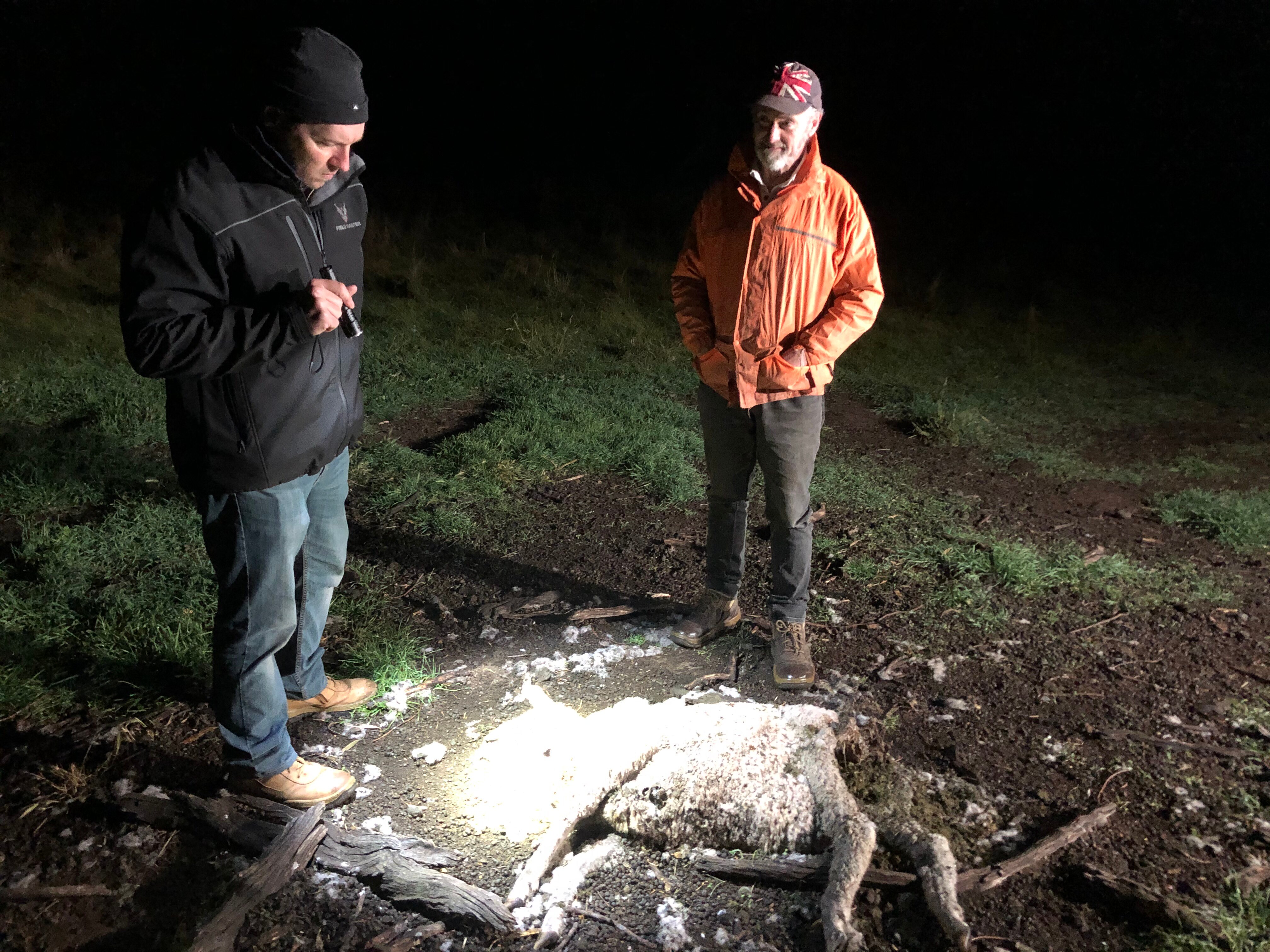 Two men stand over a carcass of a ewe at night, one shines a torch onto the remains.