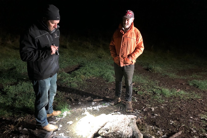 Two men stand over a carcass of a ewe at night, one shines a torch onto the remains.