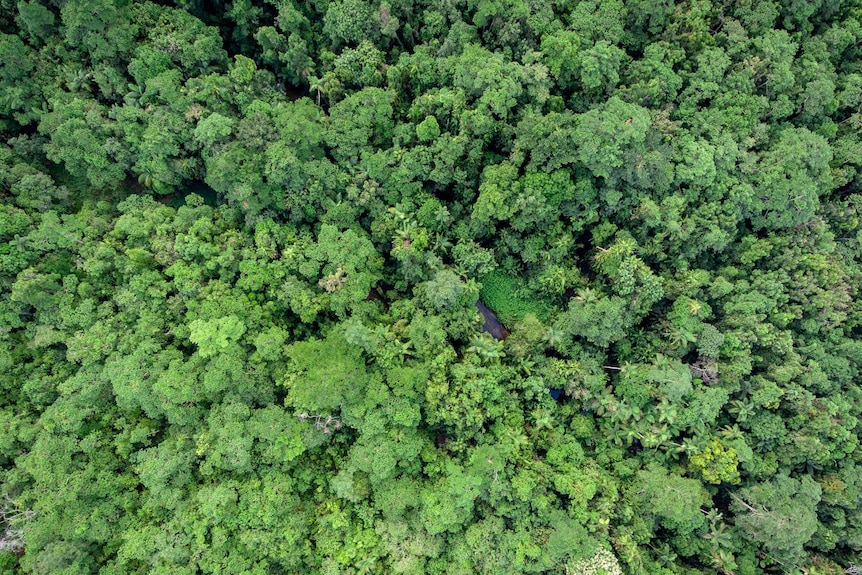 Drone shot of rainforest