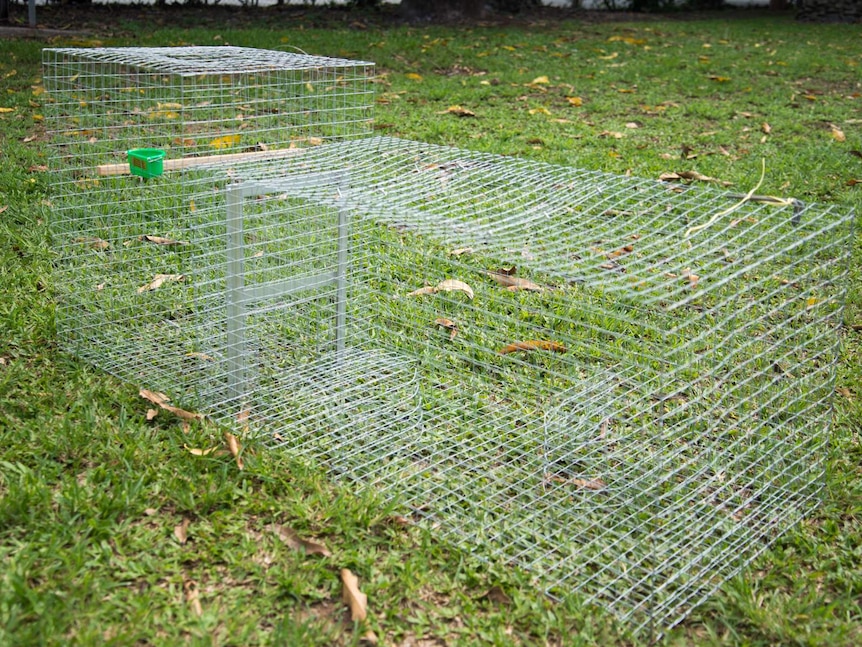 A wire trap used to trap Indian myna birds