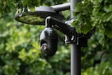 A black security camera is seen attached to a pole surrounded by greenery.