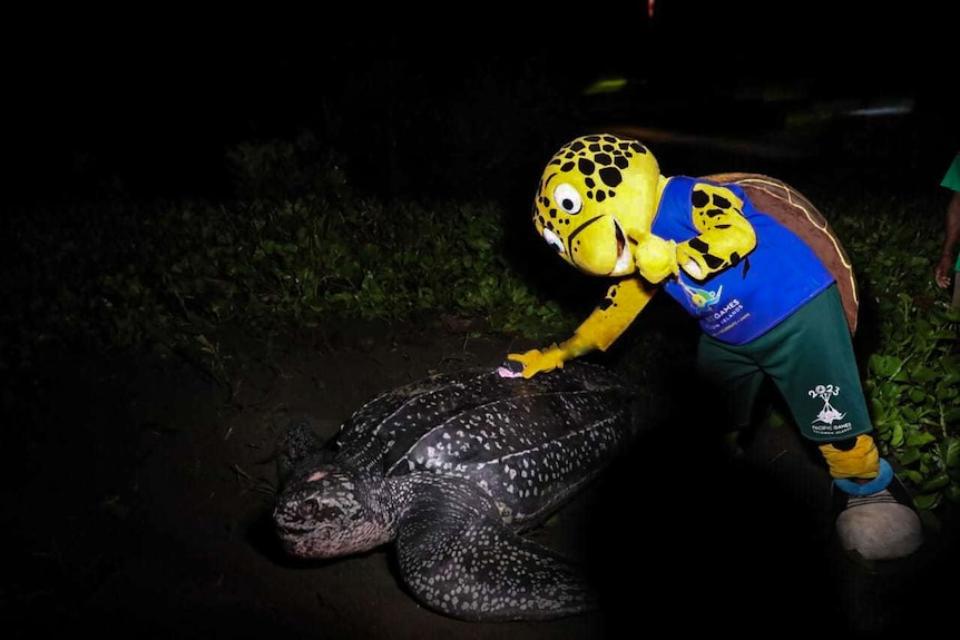 A mascot turtle next to a leatherback turtle on a beach at night 