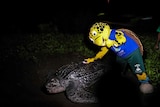 A mascot turtle next to a leatherback turtle on a beach at night 