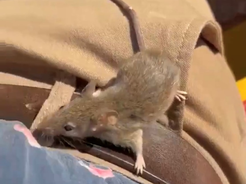 a mouse on the belt buckle of  man 