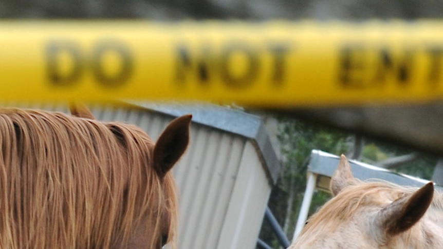 Quarantined horses at a veterinary cinic