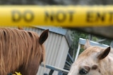 Quarantined horses
