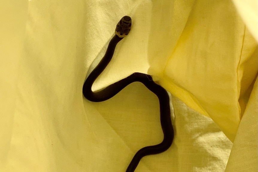 The snake inside a yellow pillowcase.
