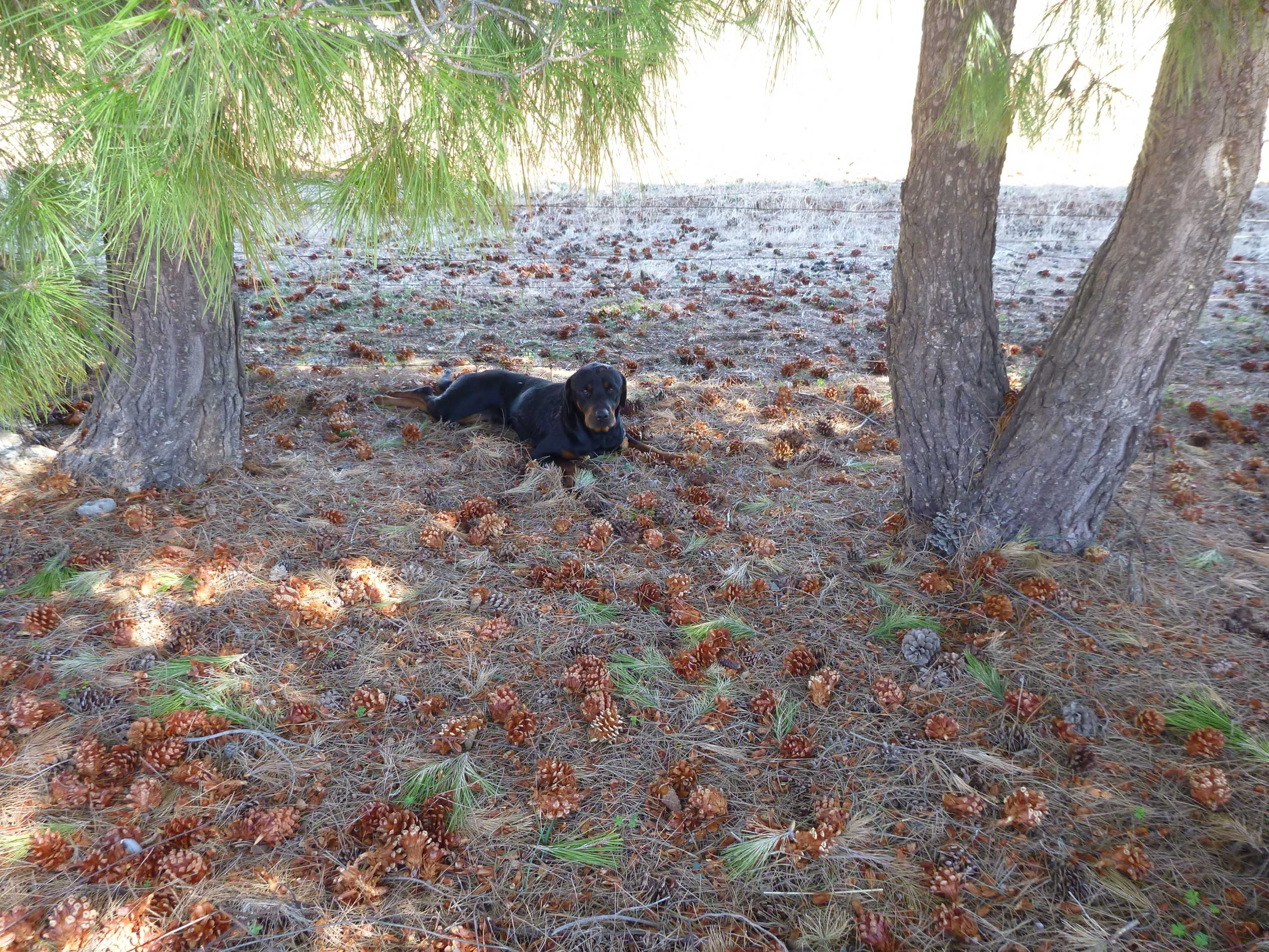 Man who shot his Rottweiler with arrow after it bit a child given ...