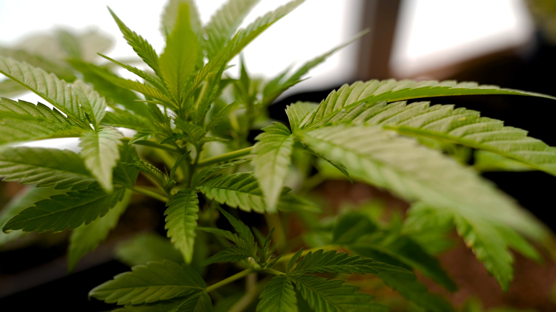 Cannabis plant being grown outdoors