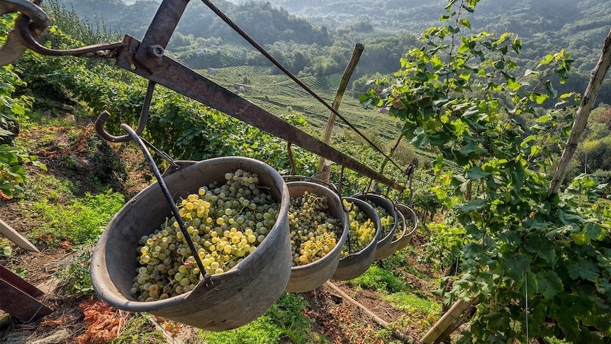 Heroic harvest in the hills of Conegliano Valdobbiadene Prosecco - 3