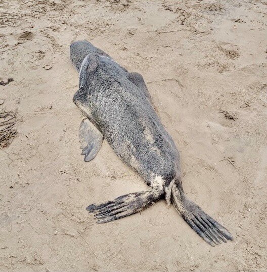 A furry seal lays amongst the sand