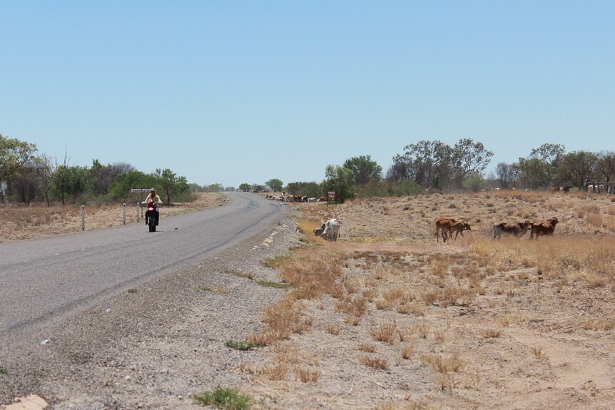 Cattle grazing beside an outback road.