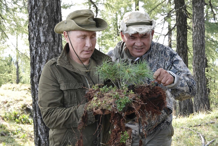 Vladimir Putin and his Defence Minister hold a coniferous sapling in a forest area.